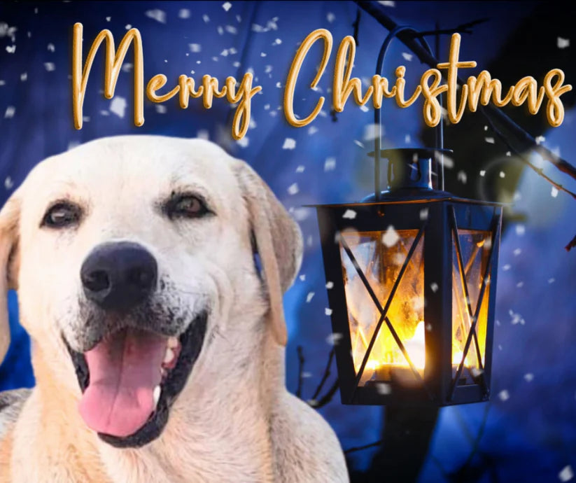 Calendar & Deluxe Christmas Cards Bundle 5