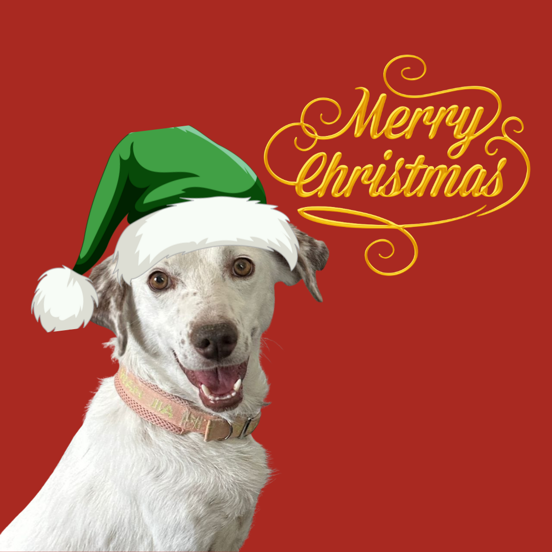 Feed a Hungry Dog for a Month – Give the Gift of Full Bowls