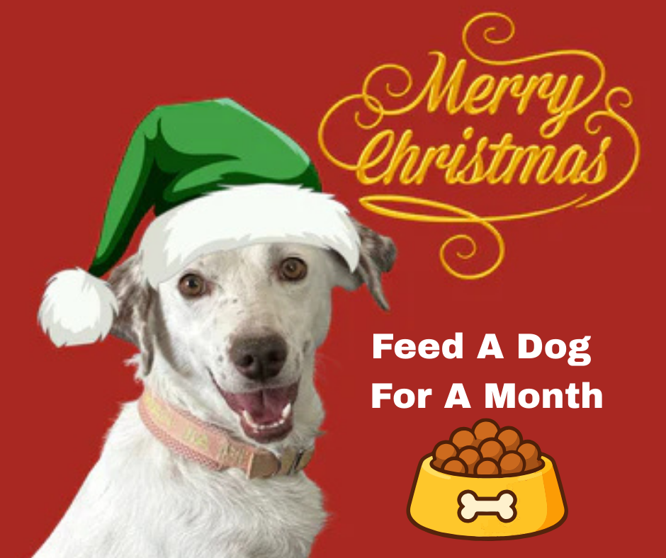 Feed a Hungry Dog for a Month – Give the Gift of Full Bowls