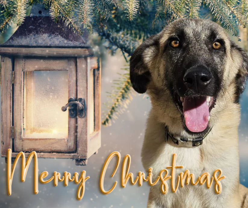 Calendar & Deluxe Christmas Cards Bundle 5