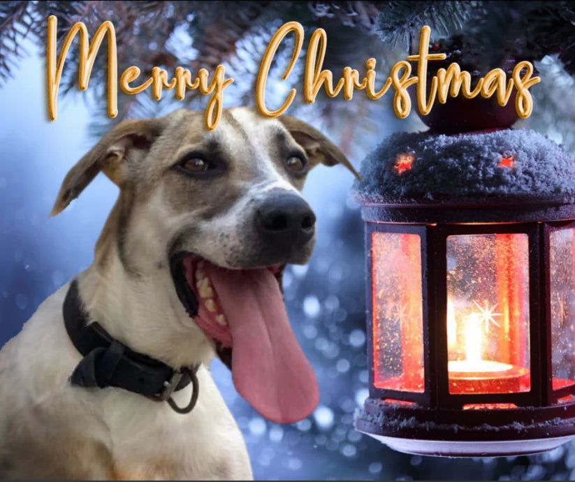 Calendar & Deluxe Christmas Cards Bundle 5