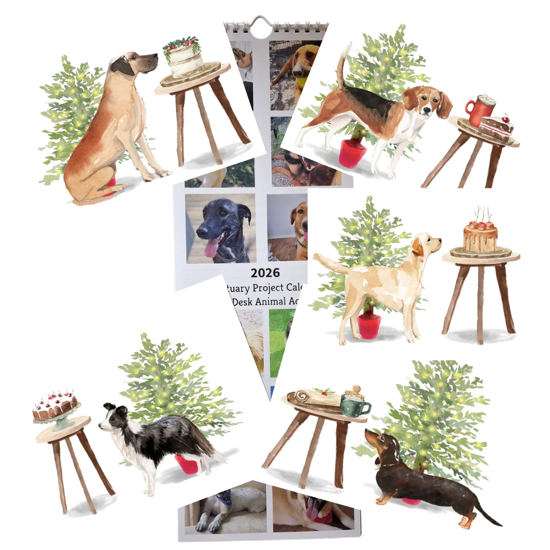 Calendar & Deluxe Christmas Cards Bundle 4