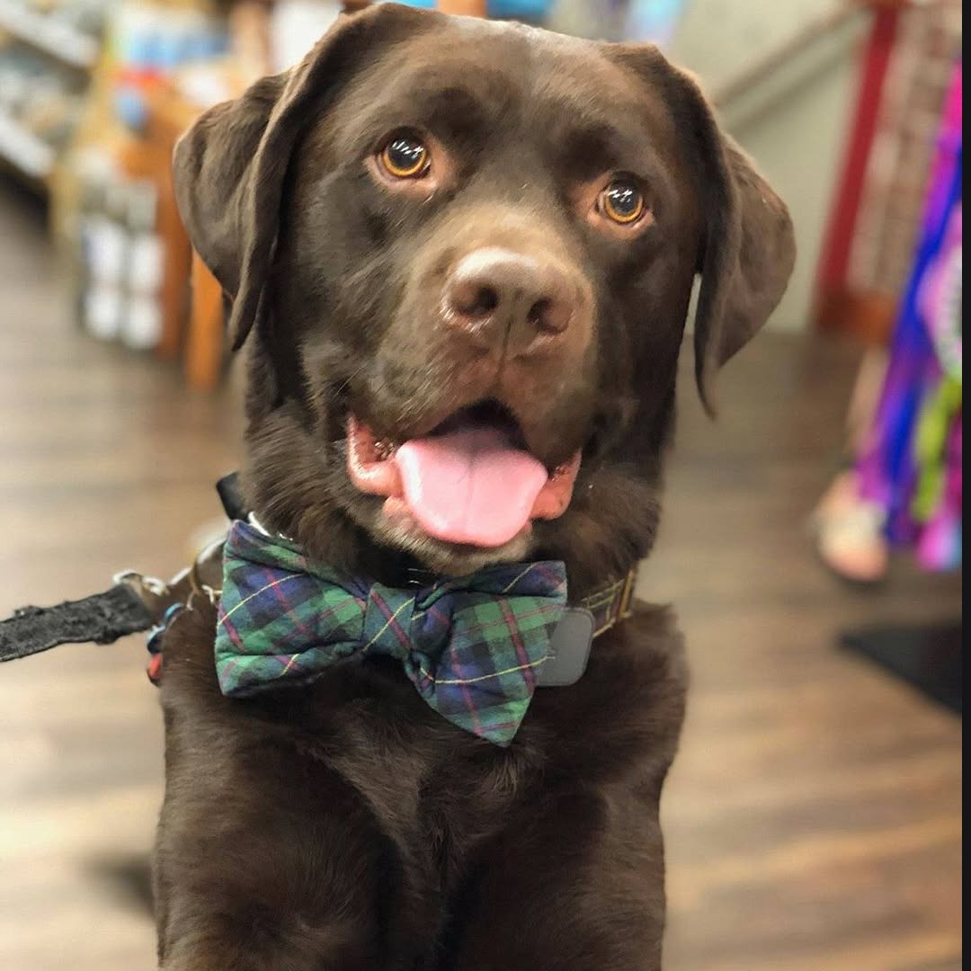 Dog Collar Strangulation: The Everyday Risk Many Owners Never Consider