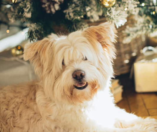 A Dog’s Christmas: The Little Things They Really Want