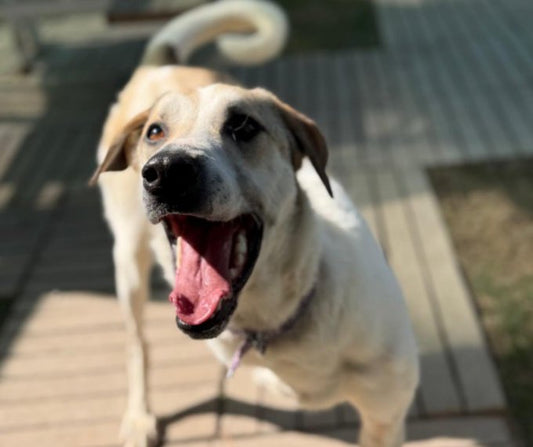 Beyond Our Borders: Why International Stray Support Matters