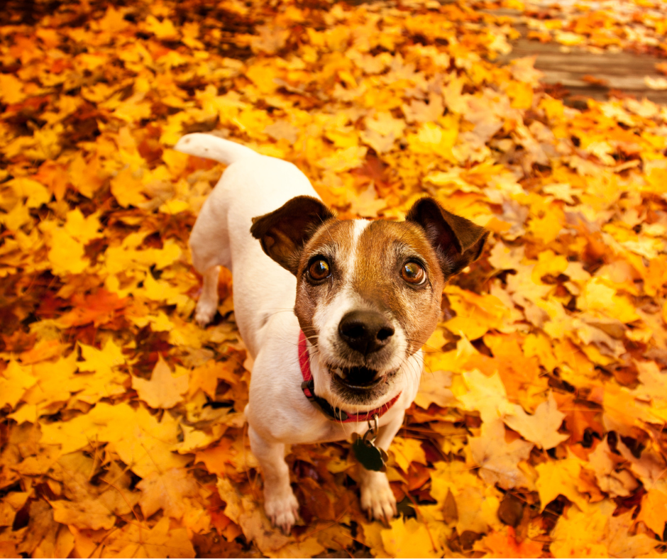 Why Dogs Love Autumn (And How to Make the Most of It)