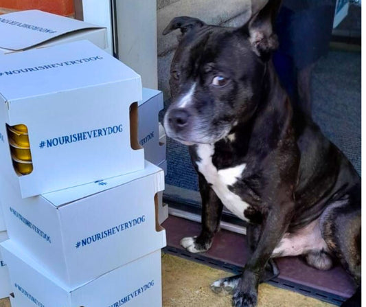 Pets in Poverty: Keeping Families Together During Hard Times
