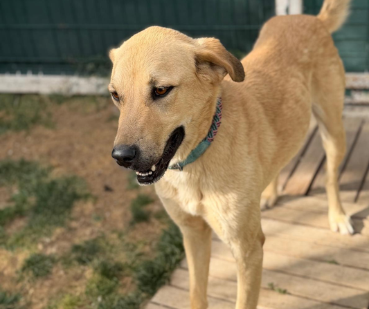 Sponsor Sandy