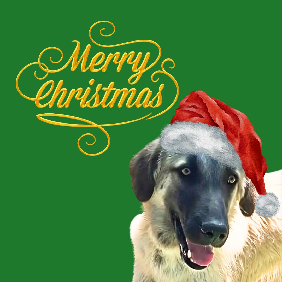 Doggy Christmas Dinner – A Gift of Love and Full Bellies