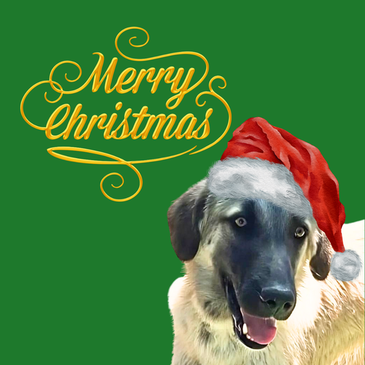 Doggy Christmas Dinner – A Gift of Love and Full Bellies