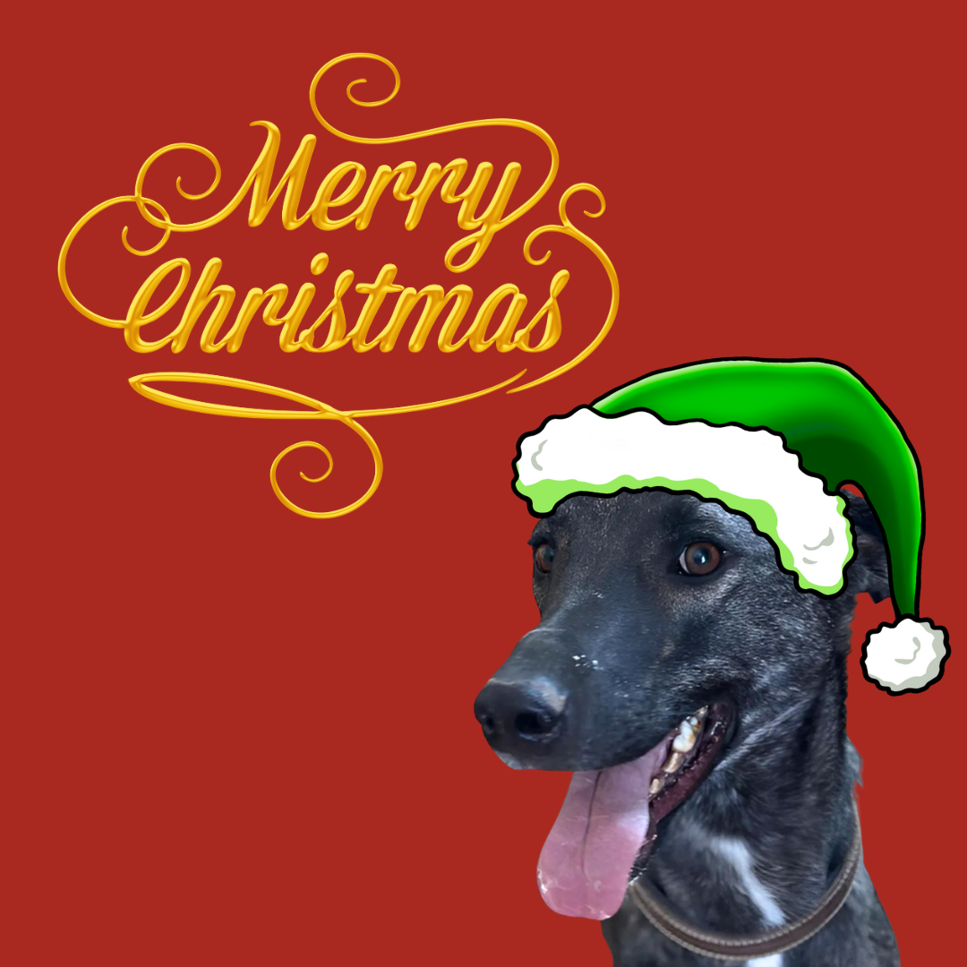 Feed a Hungry Dog for 6 Months – Sustained Care, Lasting Impact