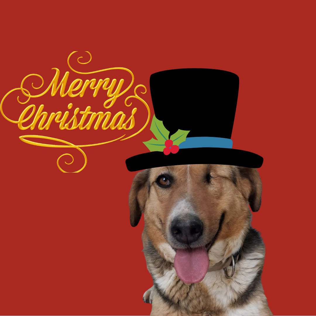 Feed a Hungry Dog for One Year – A Year of Full Bowls and Hope