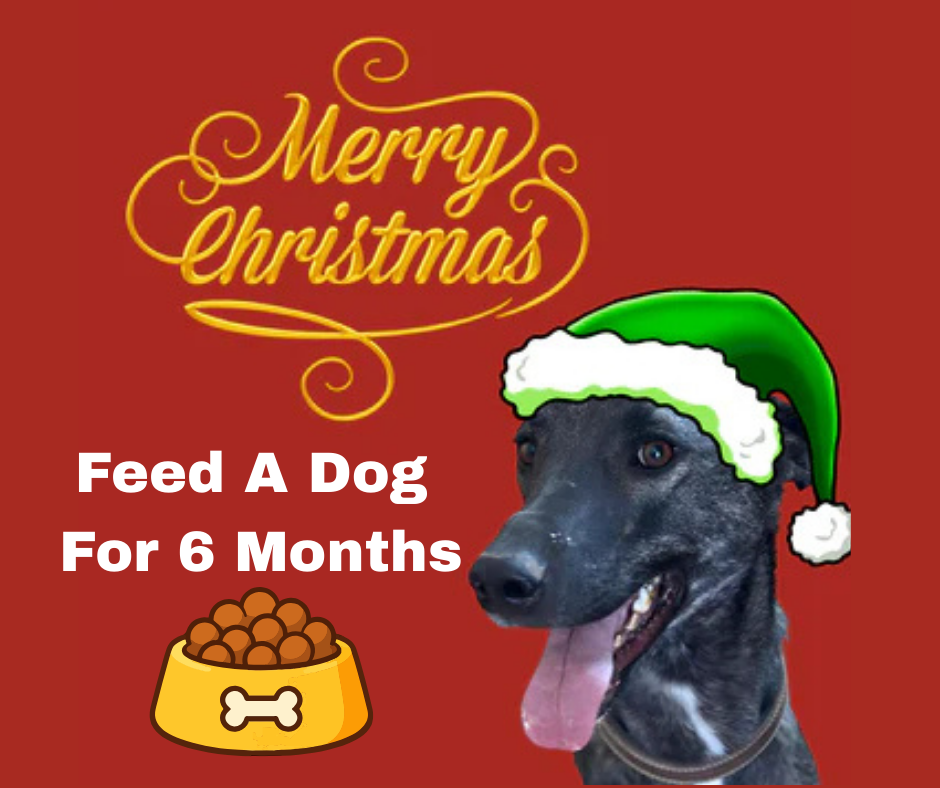 Feed a Hungry Dog for 6 Months – Sustained Care, Lasting Impact