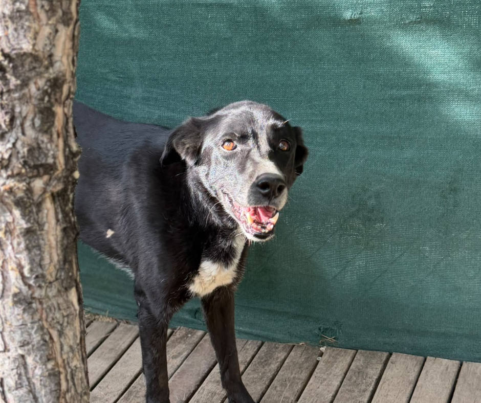 Sponsor Betty