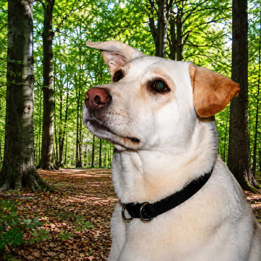 Get Dog Smart ® Breakaway Dog Safety Collar