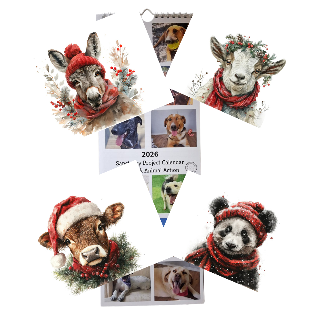 Calendar & Deluxe Christmas Cards Bundle 2