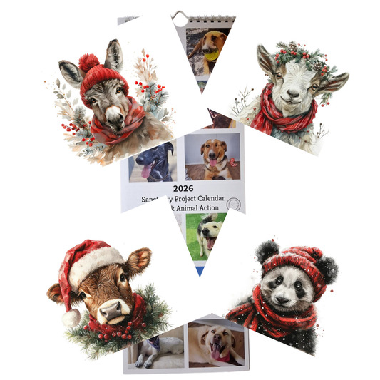 Calendar & Deluxe Christmas Cards Bundle 2