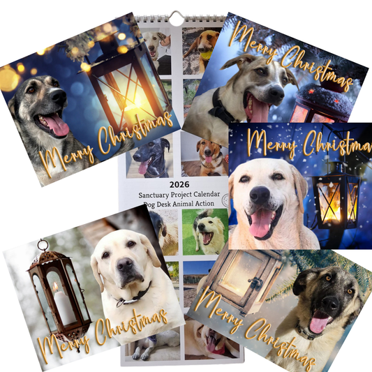 Calendar & Deluxe Christmas Cards Bundle 5