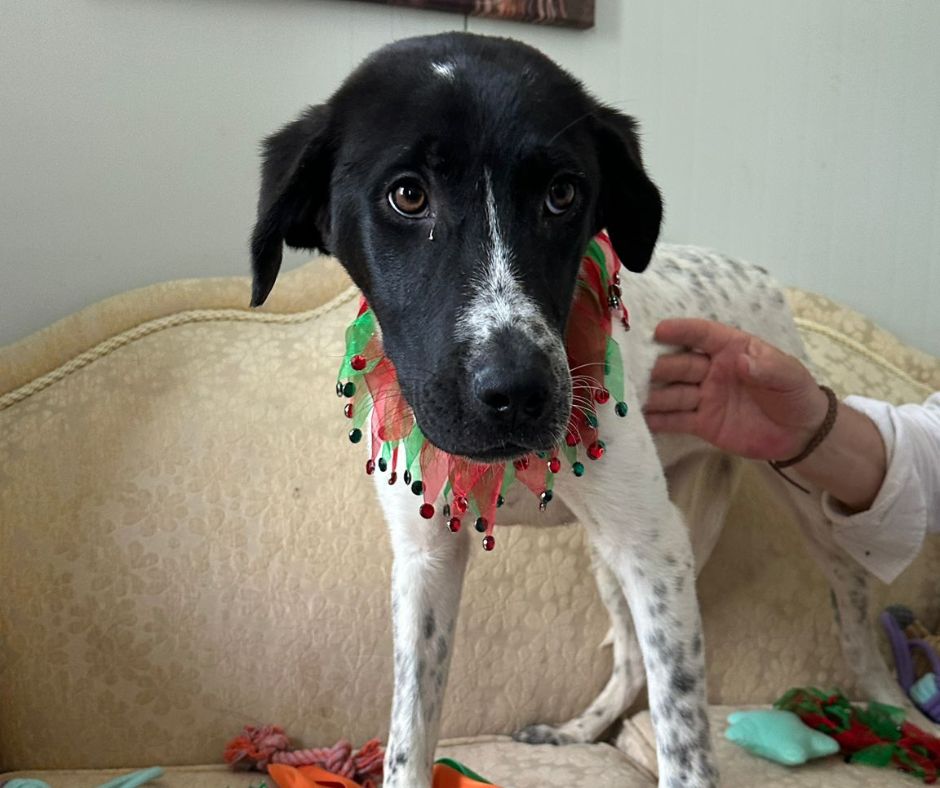 Grace Sponsorship Gift