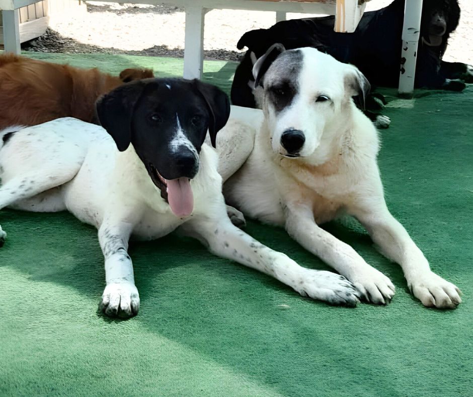 Grace Sponsorship Gift