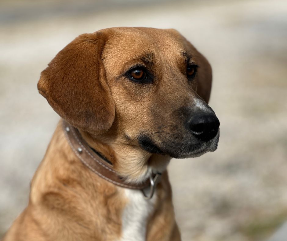 Sally Sponsorship Gift