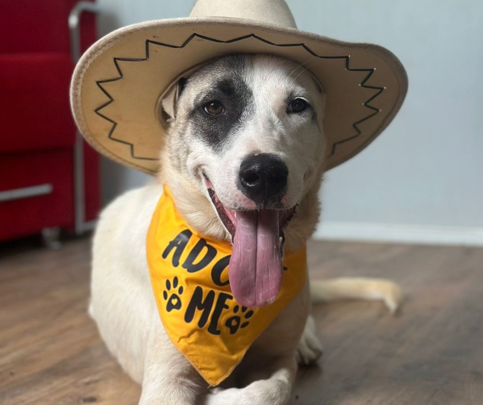 Patch Sponsorship Gift