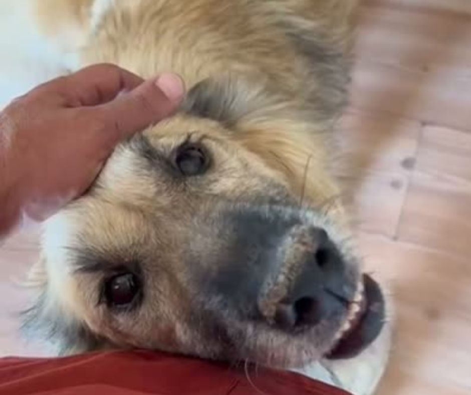 Cesur Sponsorship Gift