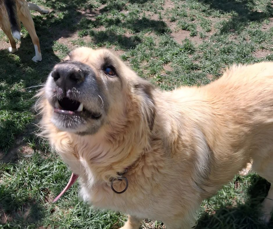 Cesur Sponsorship Gift