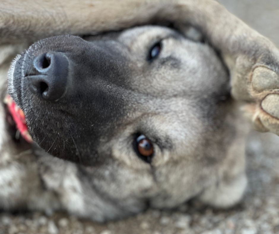 Sean Sponsorship Gift