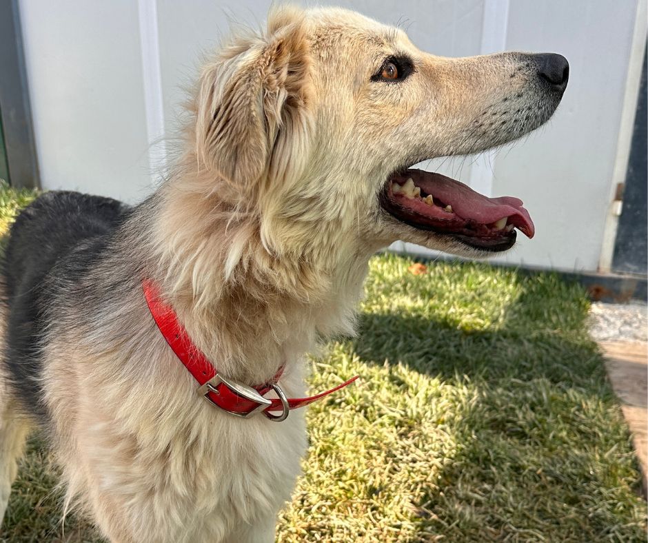 Henry Sponsorship Gift