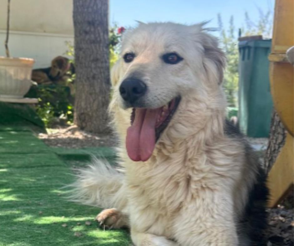 Henry Sponsorship Gift