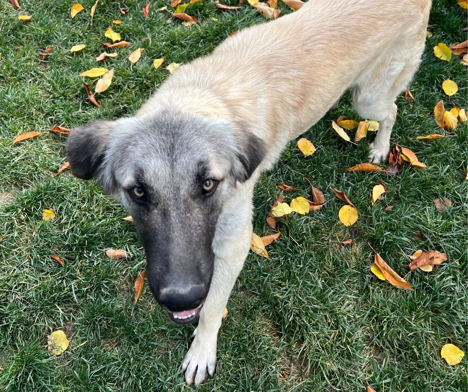 Harry Sponsorship Gift