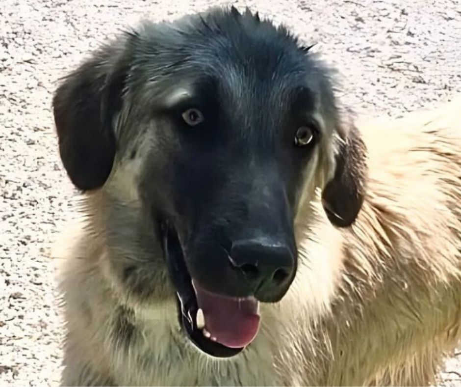 Harry Sponsorship Gift