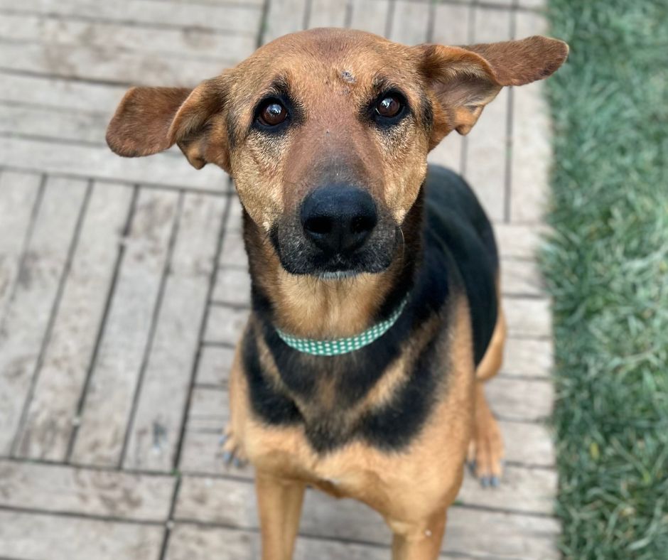 Zeliha Sponsorship Gift