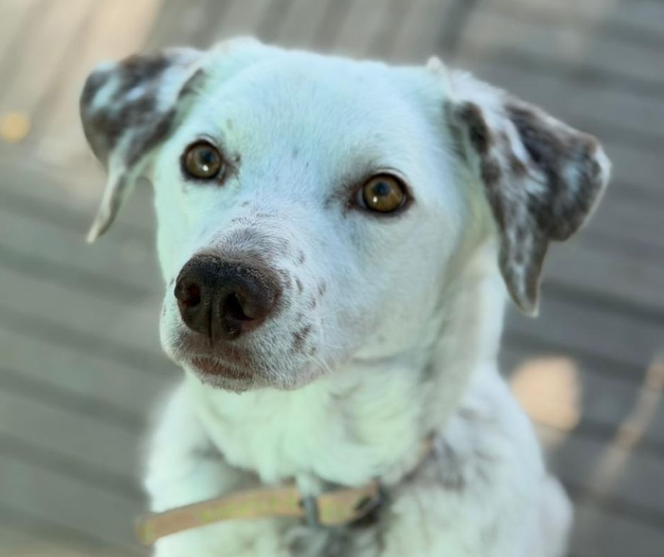 Princess Sponsorship Gift