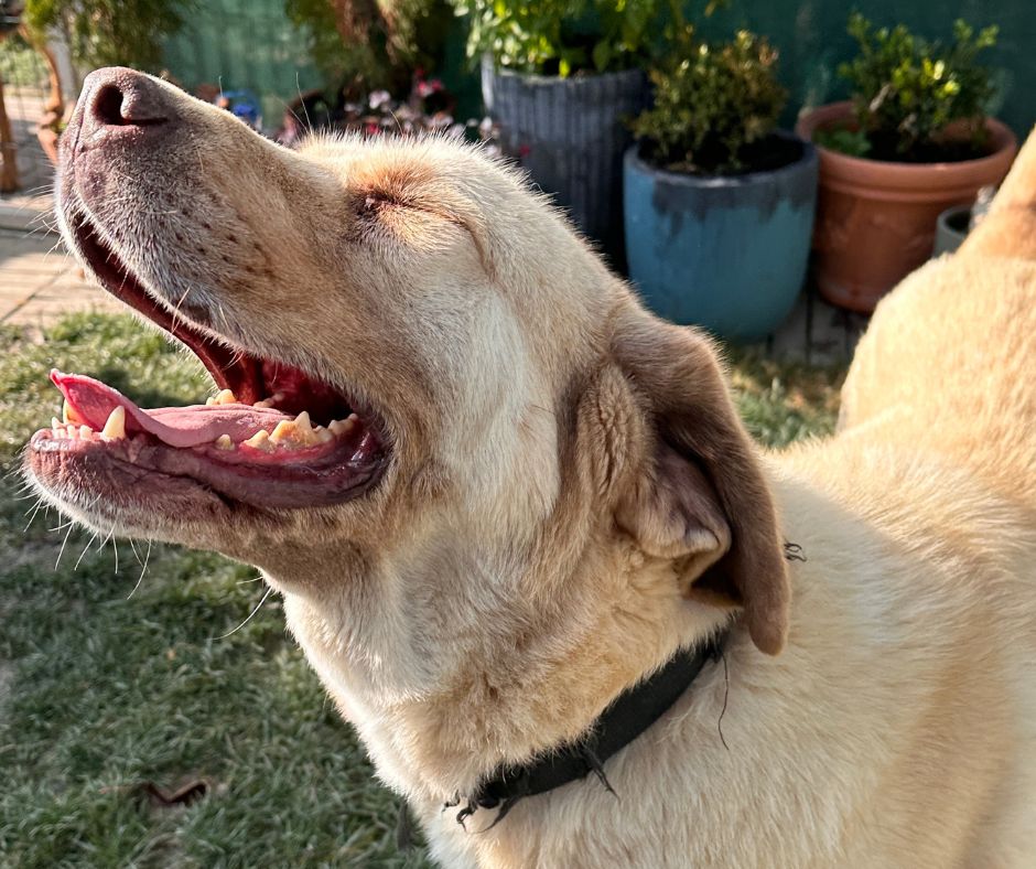 Gul Sponsorship Gift