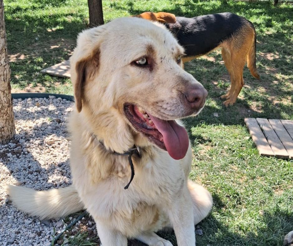 Gul Sponsorship Gift