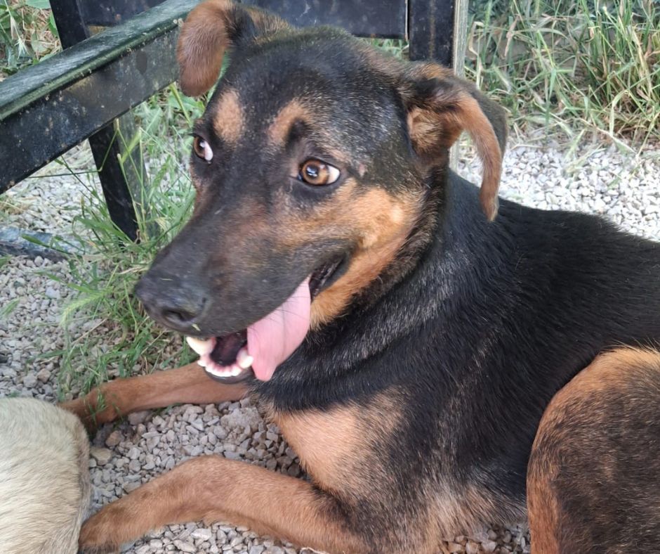 Tailor Sponsorship Gift