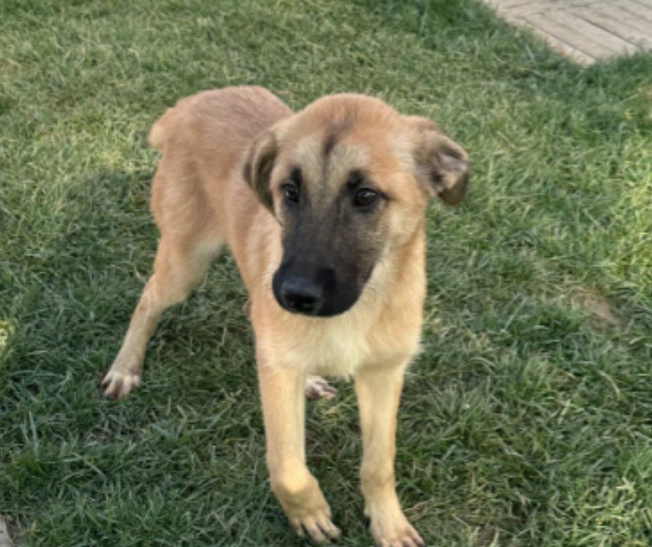 Ozzy Sponsorship Gift