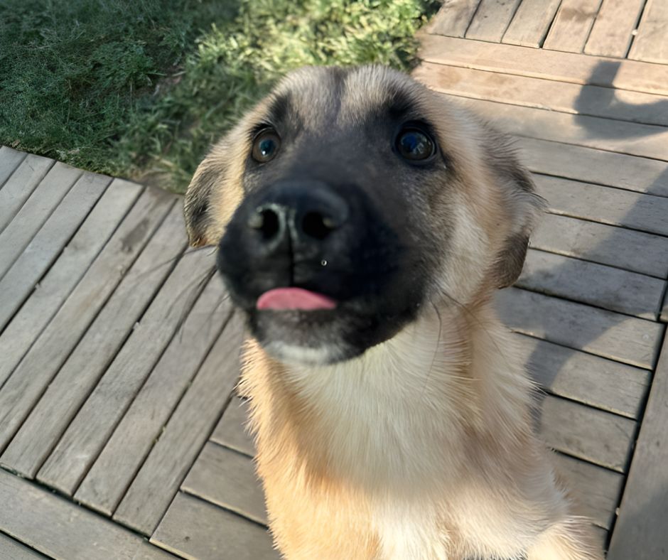 Ozzy Sponsorship Gift