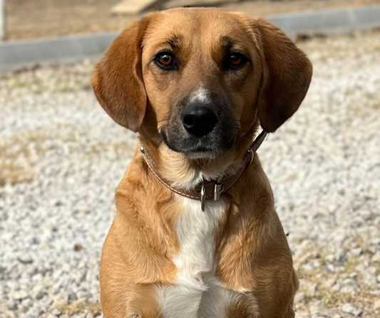 Sally Sponsorship Gift