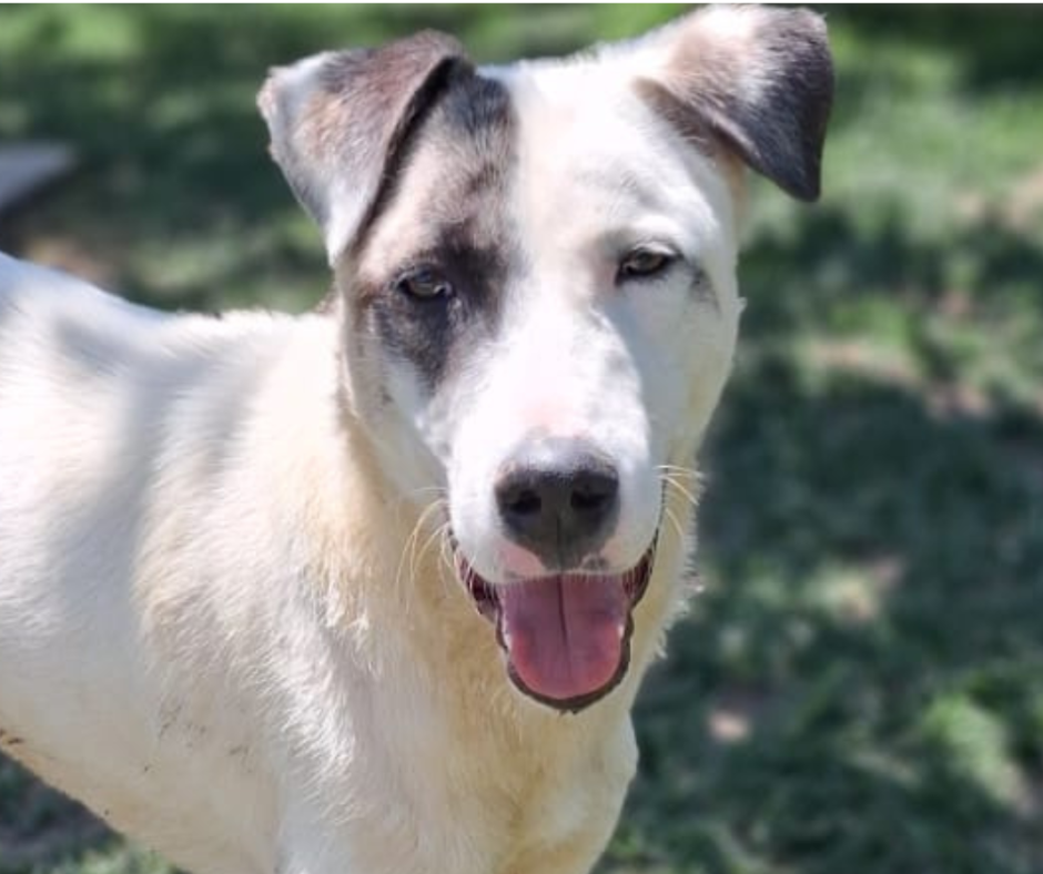 Patch Sponsorship Gift