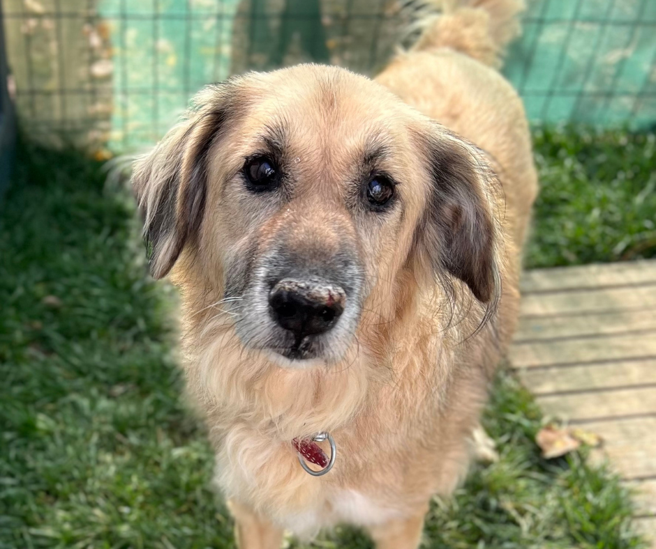 Cesur Sponsorship Gift