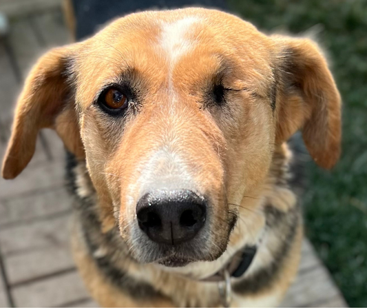 Ruzgar Sponsorship Gift