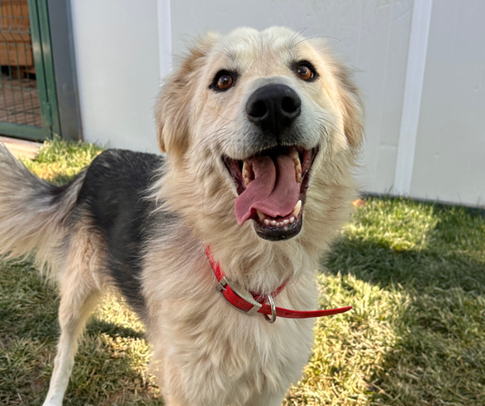 Henry Sponsorship Gift