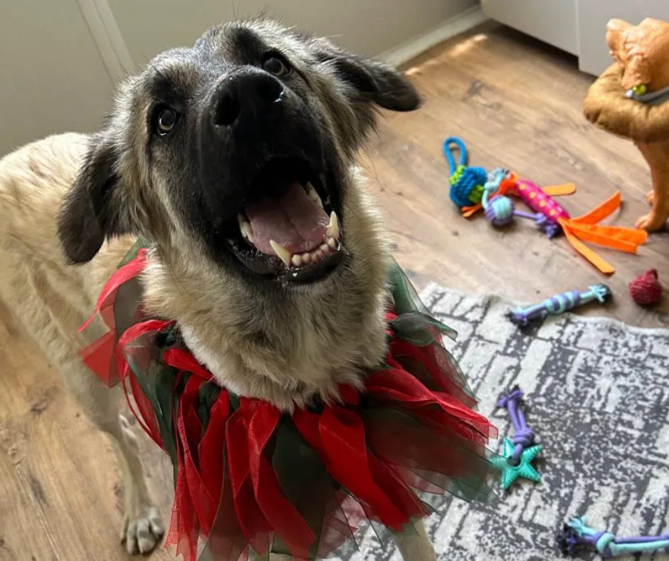 Harry Sponsorship Gift