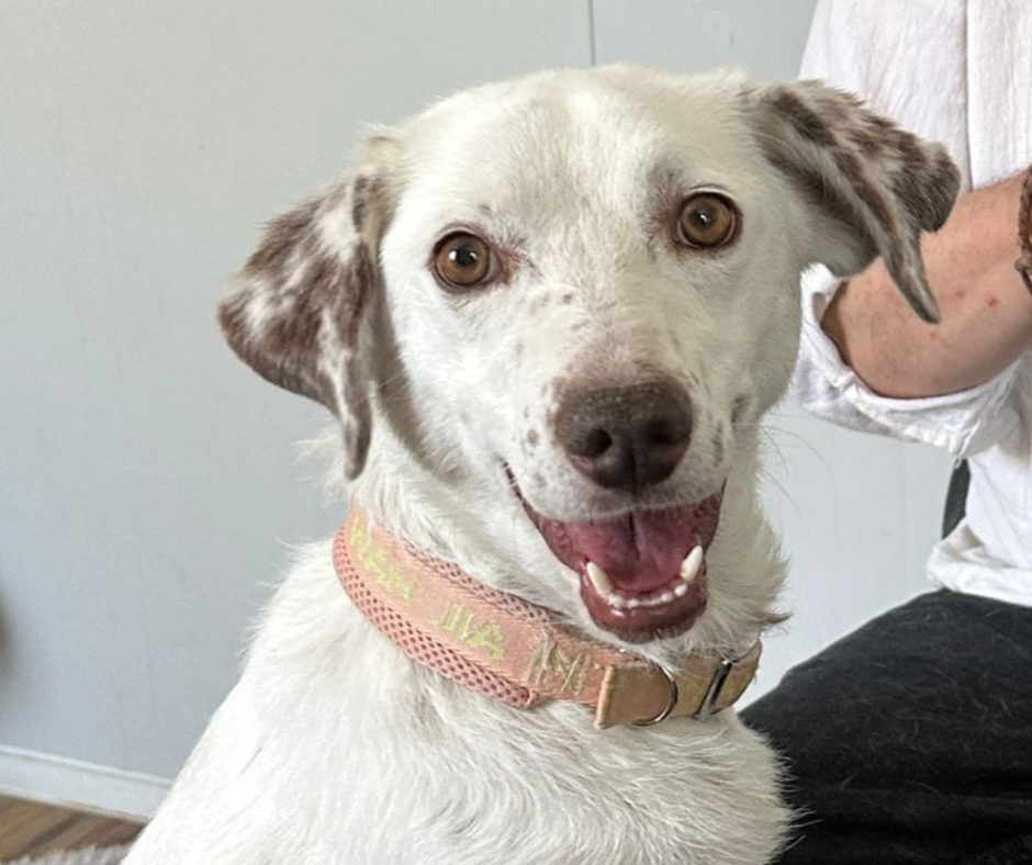 Princess Sponsorship Gift