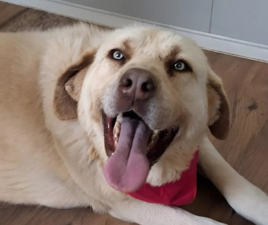 Gul Sponsorship Gift