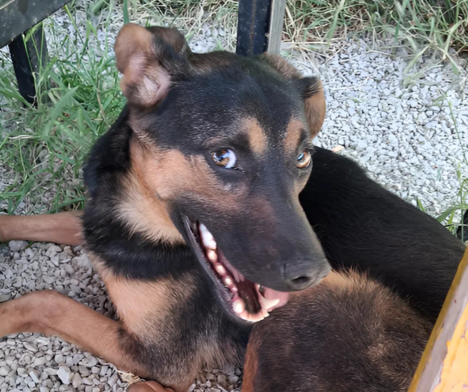 Tailor Sponsorship Gift