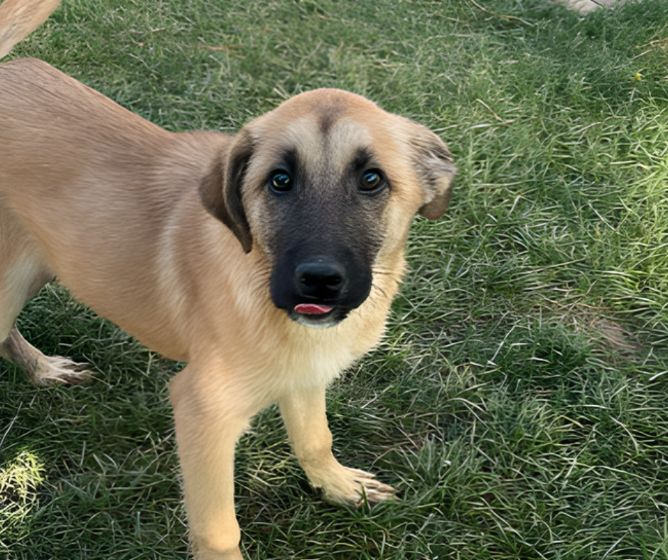 Ozzy Sponsorship Gift